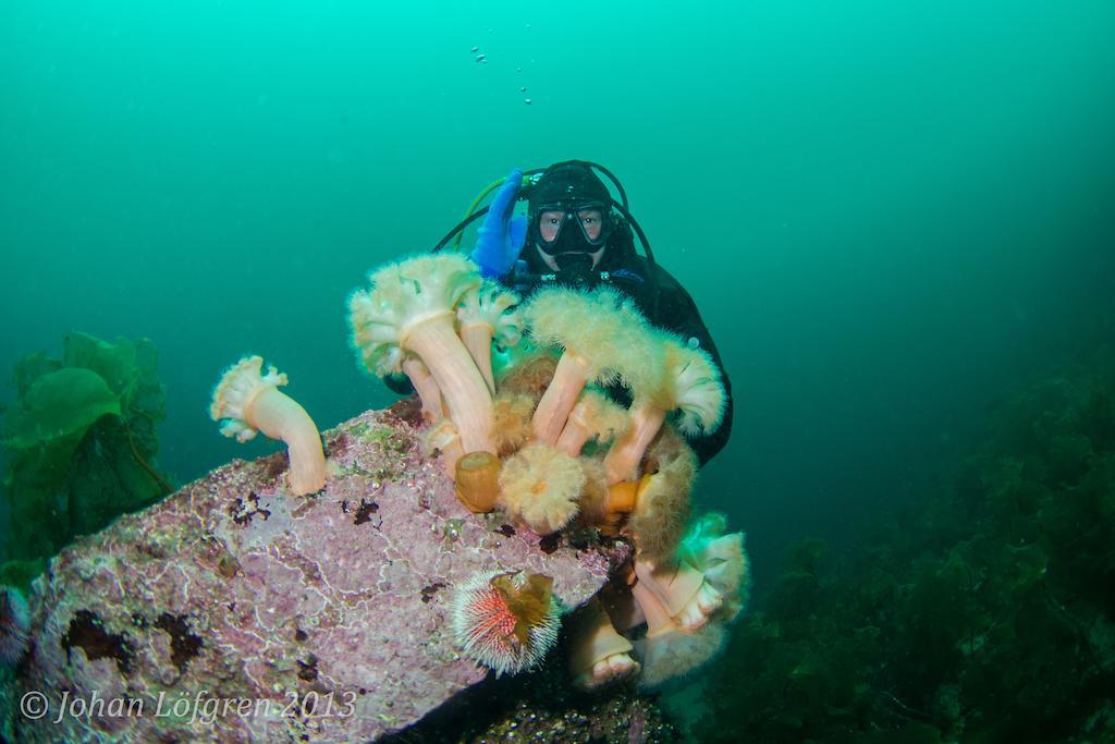 Willa Tjeldsundbrua Maritim Evenskjer Zewnętrze zdjęcie
